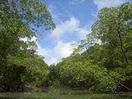 Corriente Fluvial en la Selva Amaznica